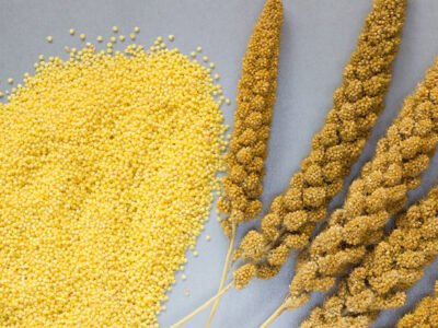 कागुनो चामल [Foxtail Millet]