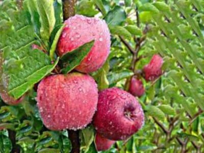 जुम्लाको स्याउ [Apple]