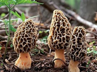 गुच्छी च्याउ [Morel Mushroom] 100g